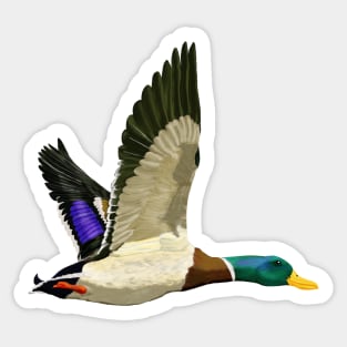 Mallard ducks Sticker